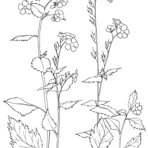 Sticky Phacelia