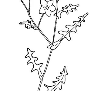 Fiesta Flower