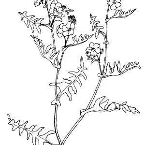 Pholistoma auritumFiesta Flower
