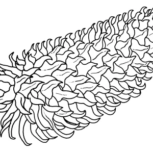 Coulter Pine
