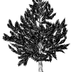 Coulter Pine
