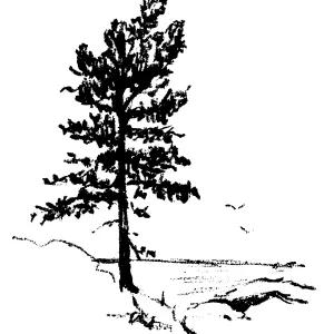 Torrey Pine