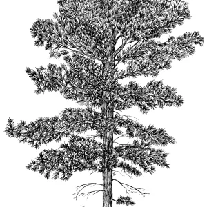 Torrey Pine