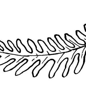 Polypodium
