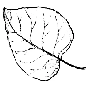Black Cottonwood
