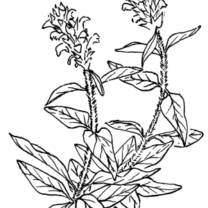 Self Heal