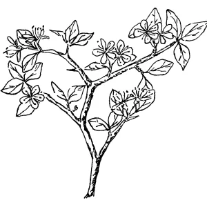 Desert Apricot