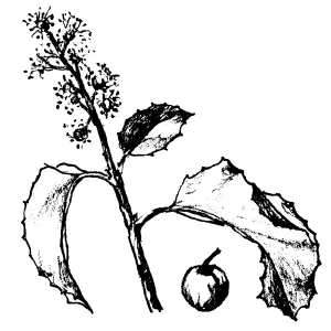 Hollyleaf Cherry