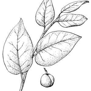 Catalina Cherry