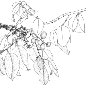 Catalina Cherry