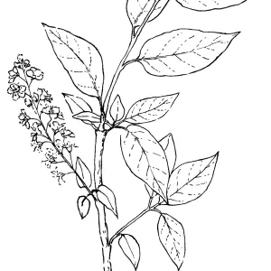 Western Choke Cherry