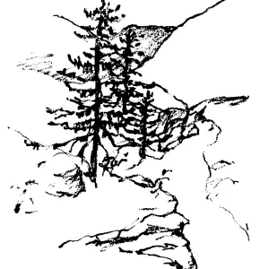 Big Cone Spruce