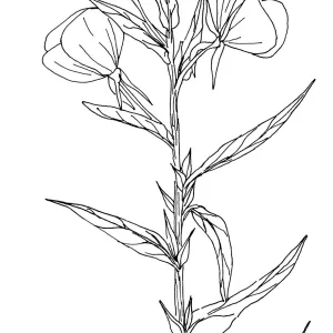 Evening Primrose