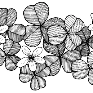 Redwood Sorrel