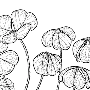 Oxalis oreganaRedwood Sorrel