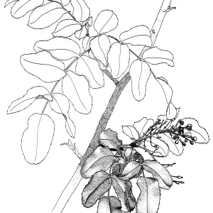 Island Barberry