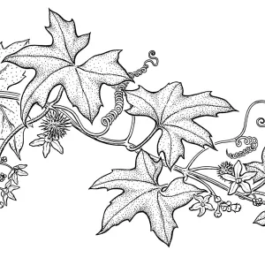 Wild Cucumber, Manroot, Chilicothe