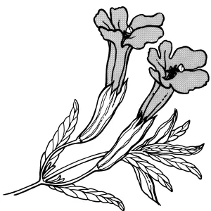 Sticky Monkey Flower