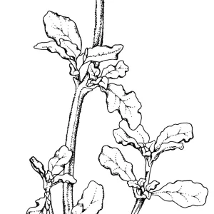Monardella