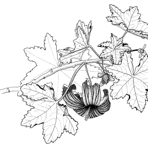 Tree Mallow
