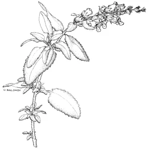 Fragrant Pitcher Sage