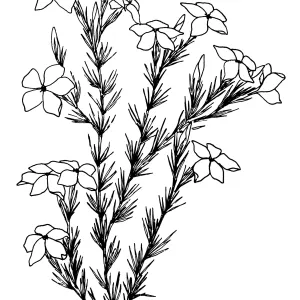 Prickly Phlox