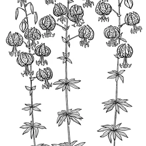 Humboldt Lily