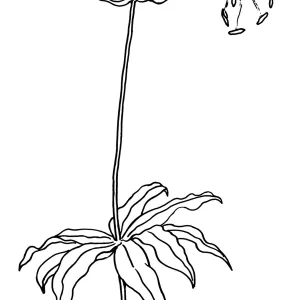 Humboldt Lily