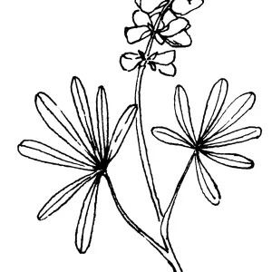 Lupine