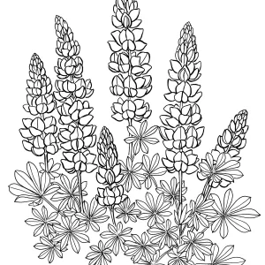 Lupine