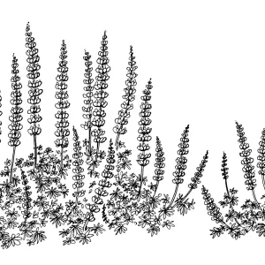 Halls Lupine