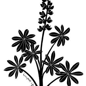Succulent Lupine