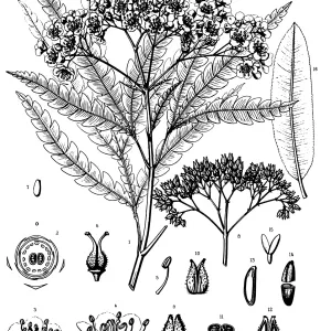 Santa Cruz Island Ironwood