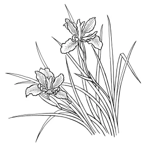 Douglas Iris