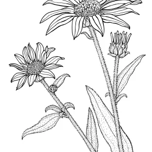 California Sunflower