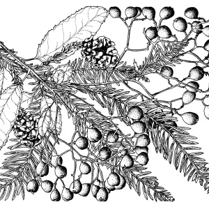 Toyon and Coast Redwood