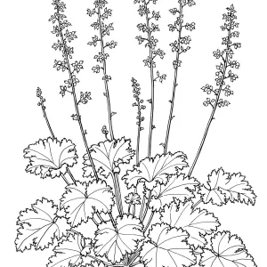 Island Alum root
