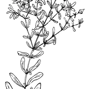 St. Johns Wort