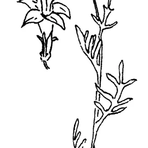 Ball Gilia