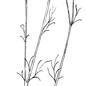 Ball Gilia