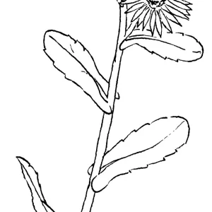 Gum Plant