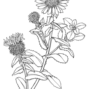 Gum Plant