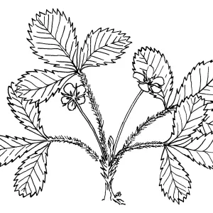 Wood Strawberry