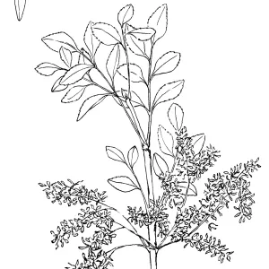 Foothill Ash, Mountain Ash