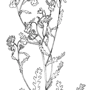 Whispering Bells