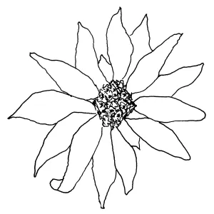Encelia californicaCalifornia Sunflower, Bush Sunflower