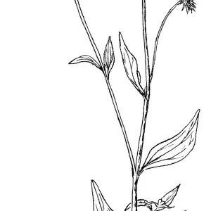 Encelia californicaCalifornia Sunflower, Bush Sunflower
