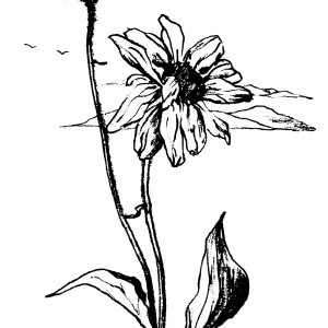 Encelia farinosaBrittlebush