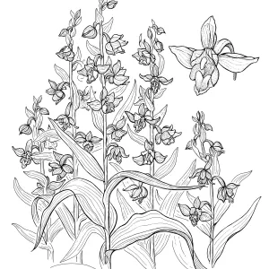 Stream Orchid
