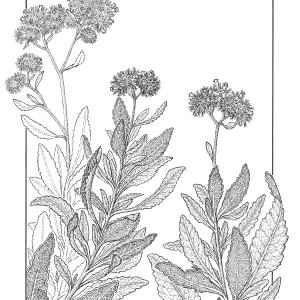 Yerba Santa